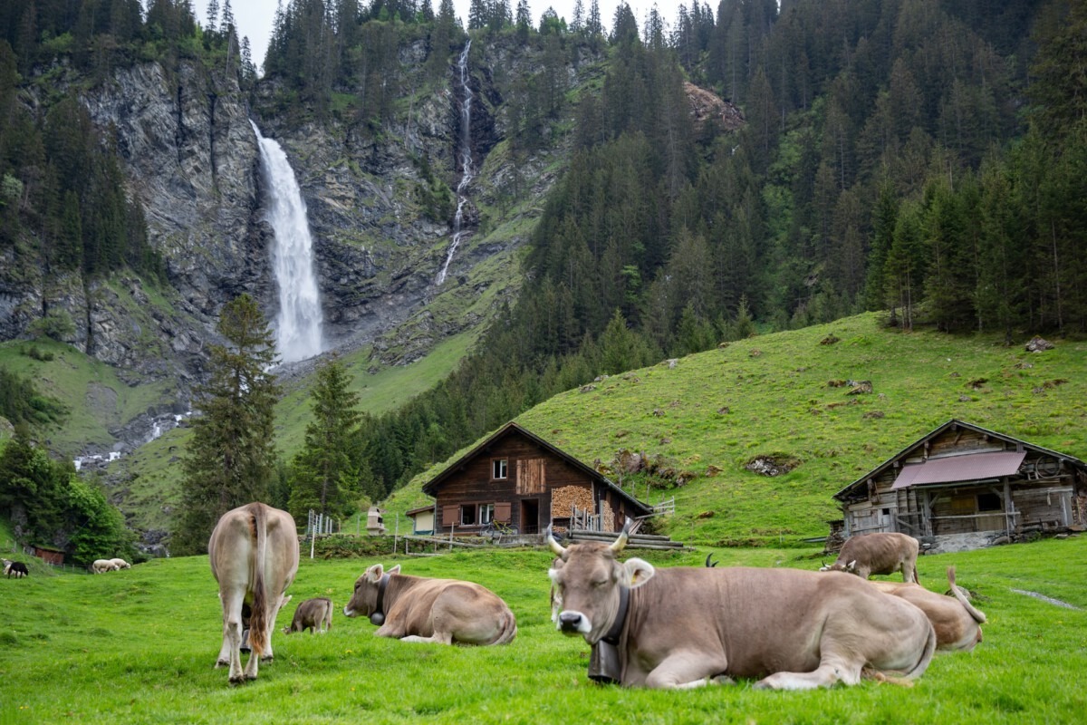 Why do Swiss cows wear bells?